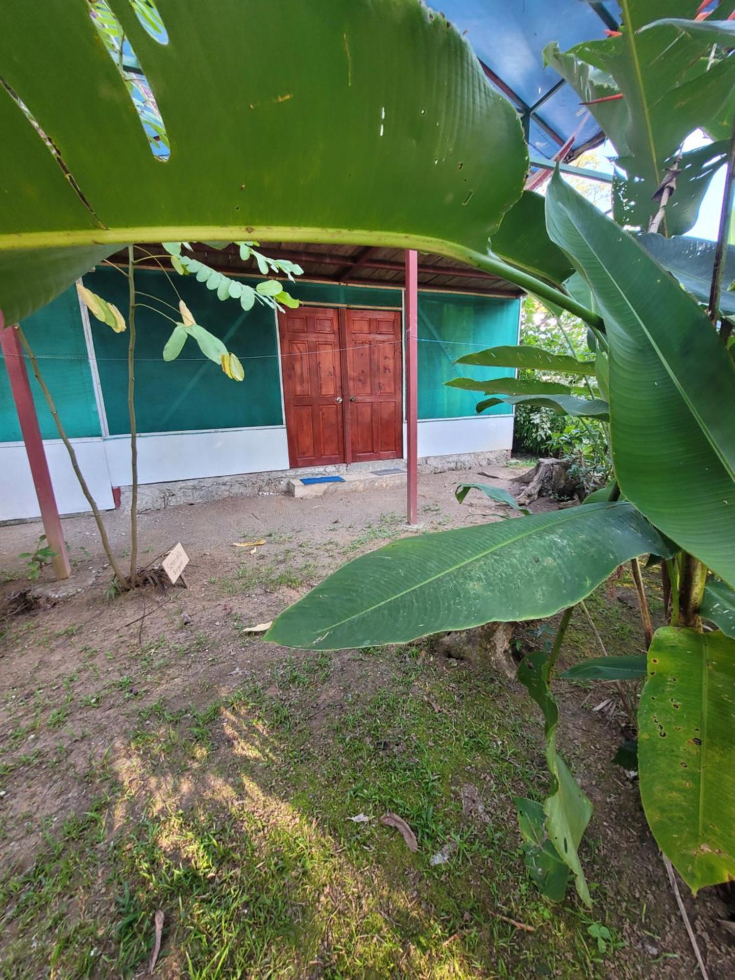 Life For Life Hostel Drake Bay Home Of Sea Turtle Marine Conservation Project Osa Peninsula Near San Josecito Beach Eksteriør billede